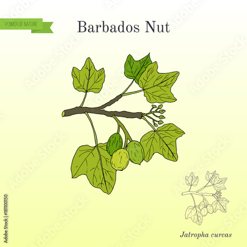 Barbados nut Jatropha curcas , tropical poisonous plant