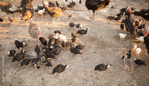 Canvas-taulu small turkey chickens graze on the farm