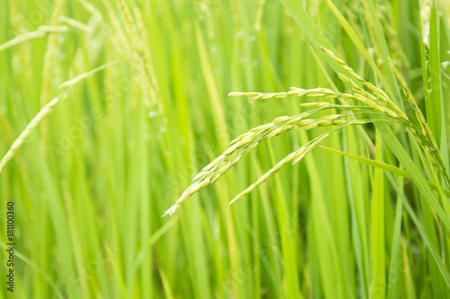 Green ear of rice in paddy rice field.