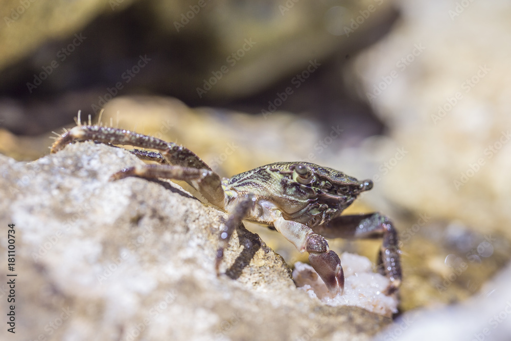 Krebs / Krabbe versteckt sich essend in Steinritze