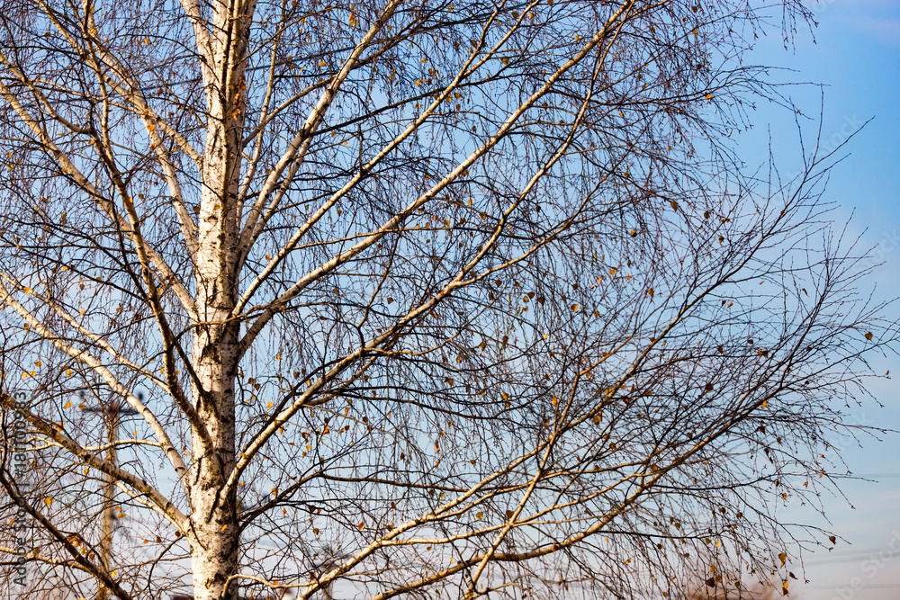 bare birch branches at dawn in the park bare birch branches at dawn in the park