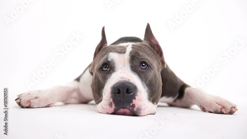 American pit bull terrier lies on a white background in studio