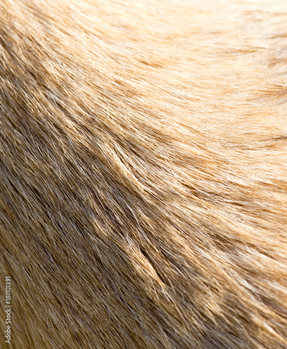 Wool of a dog as an abstract background