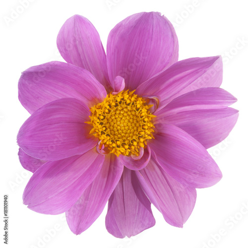 Fototapeta Naklejka Na Ścianę i Meble -  dahlia flower isolated