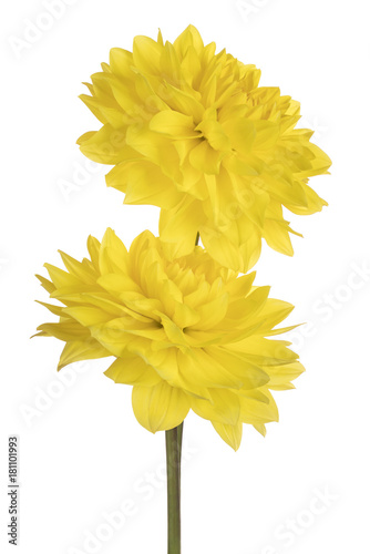 Fototapeta Naklejka Na Ścianę i Meble -  dahlia flower isolated