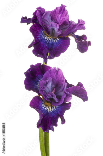 Fototapeta Naklejka Na Ścianę i Meble -  iris flower isolated