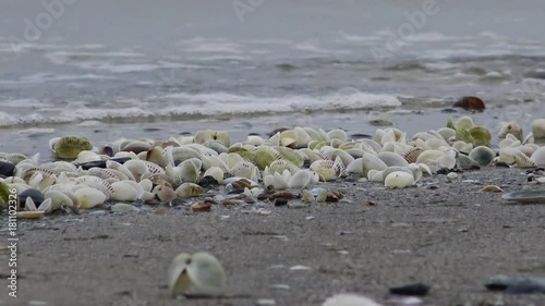 Anadara inaequivalvis - Bivalve mollusk, an invader in the Black Sea, an invasive species. Ecological problem of the sea. Empty seashells by the sea  photo