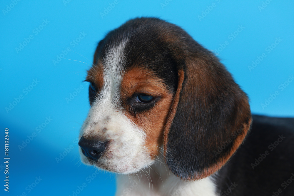 2 month pure breed beagle Puppy on light blue screen 2 month pure breed beagle Puppy on light blue screen