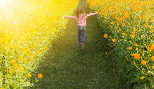 The little girl in the field of cosmos yellow flowers at sunlight in the morning