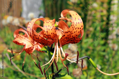 Beautiful orange lily flower, on a background of grass close-up photo