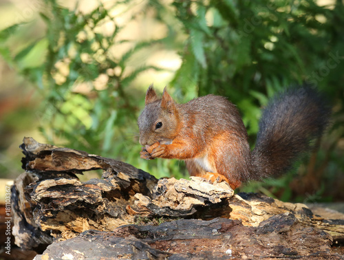 Ecureuil roux.