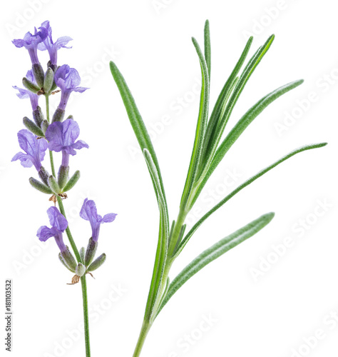 Lavandula or lavender flowers and leave isolated on white background.