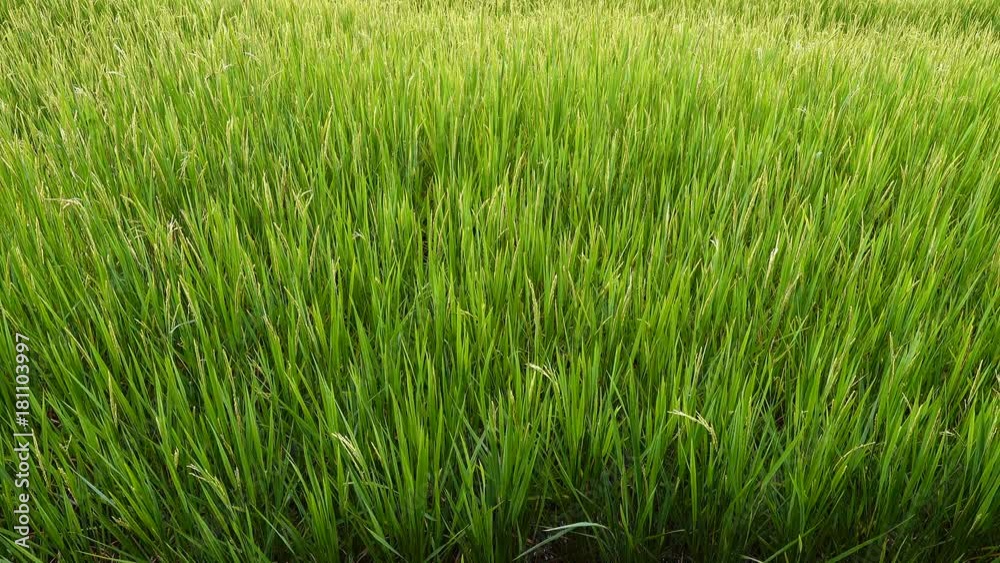 Rice field in thailand