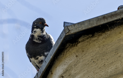 A pigeon in the urban environment on a building or wire