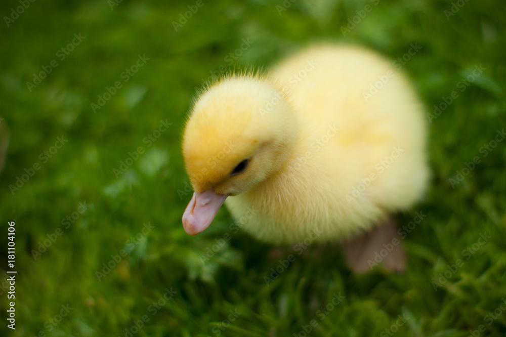 little duckling little duckling