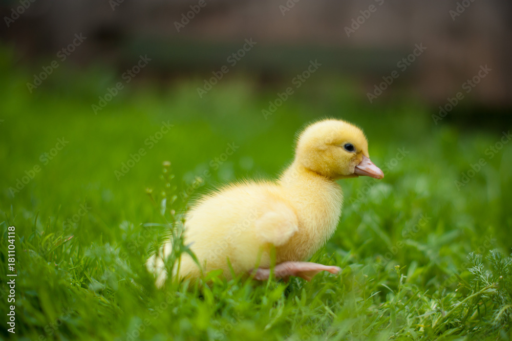 little duckling