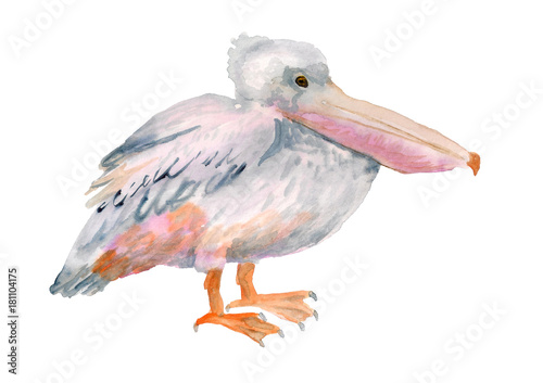 Watercolor image of pelican