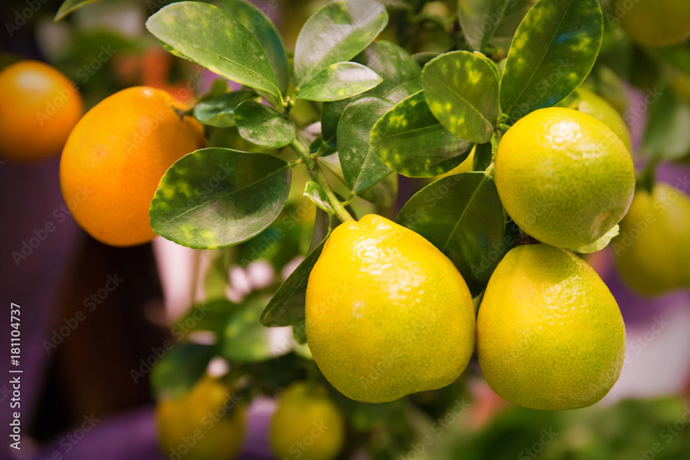 orange trees with fruits on plantation