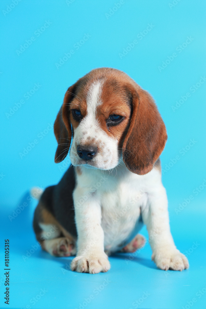 2 month pure breed beagle Puppy on light blue screen - obrazy, fototapety, plakaty 