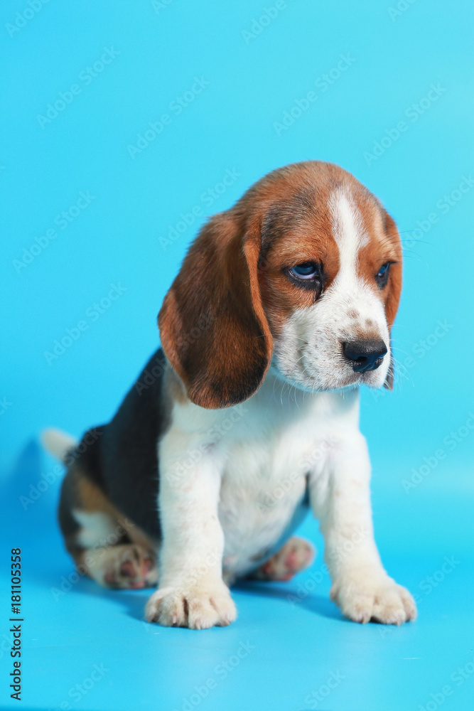 2 month pure breed beagle Puppy on light blue screen