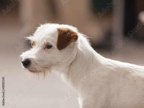Rough Coated Jack Russel Terrier