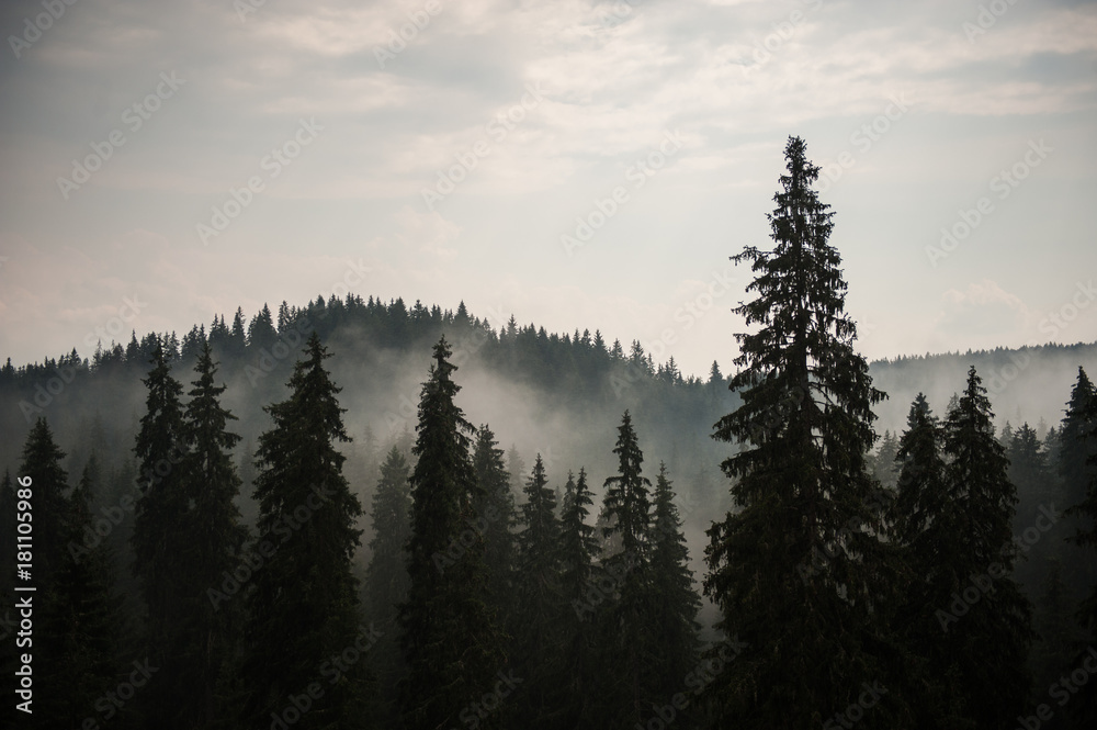 Mountain landscape with pine trees and fog