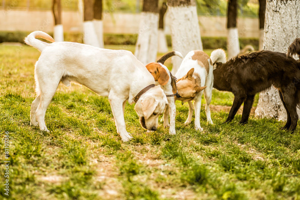 Fototapeta premium four dogs playing in the park
