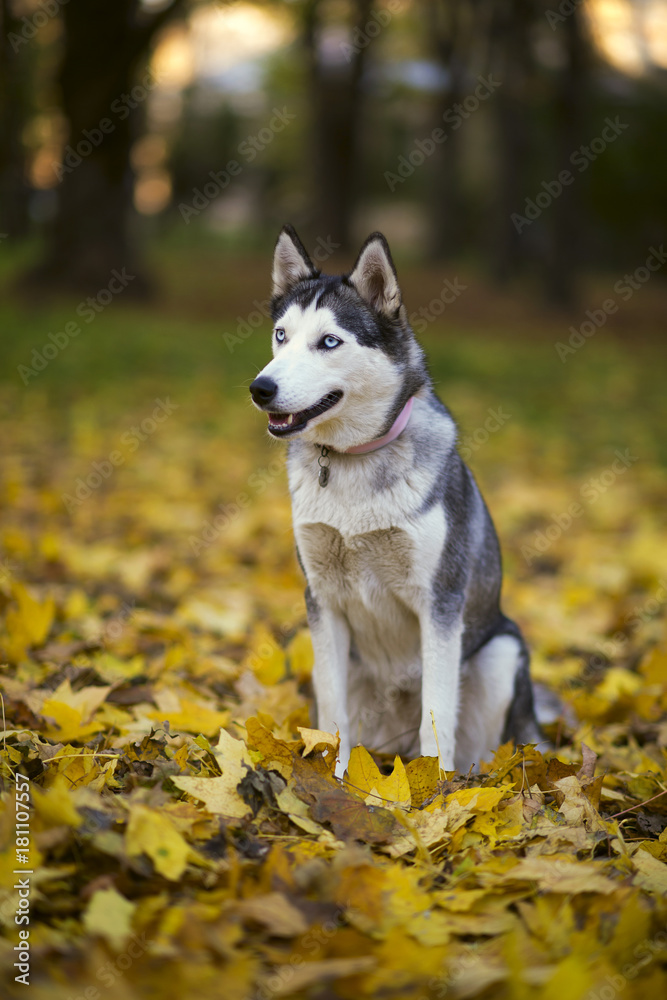 Husky breed dog in the autumn park