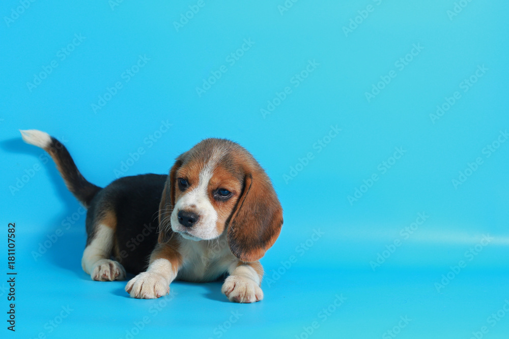 2 month pure breed beagle Puppy on light blue screen