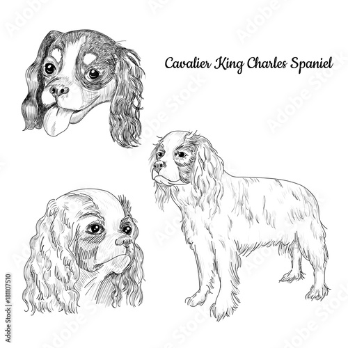 Fotografia, Obraz Spaniel dog hand drawn sketch