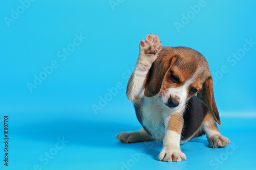 Fototapeta Naklejka Na Ścianę i Meble -  2 month pure breed beagle Puppy on light blue screen