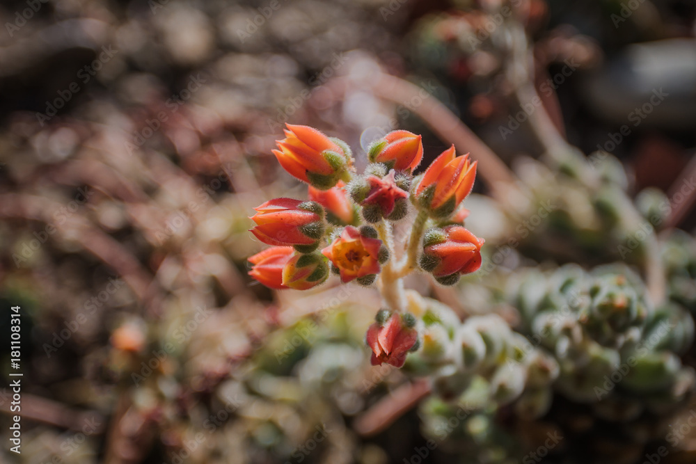 Red flower with shallow depth of field Red flower with shallow depth of field