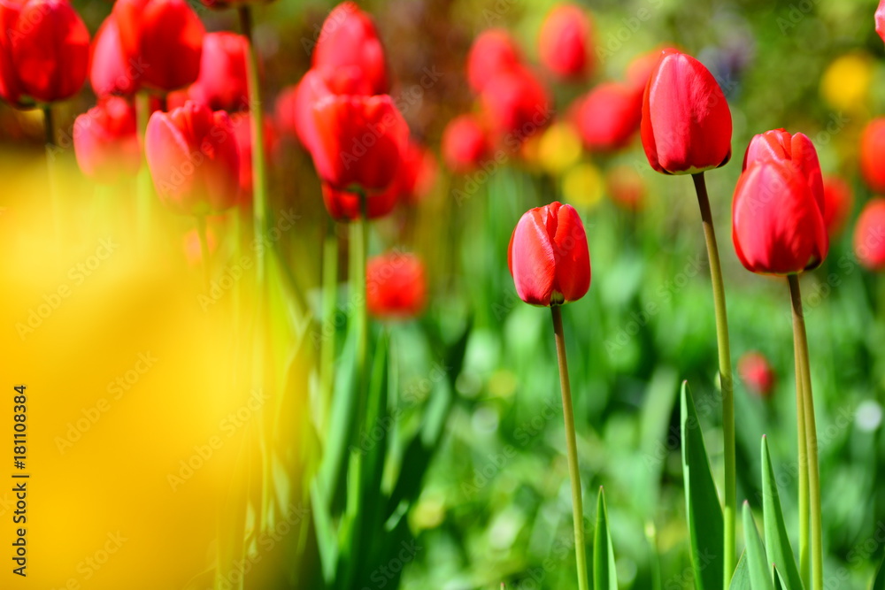 Fototapeta premium tulips carpet