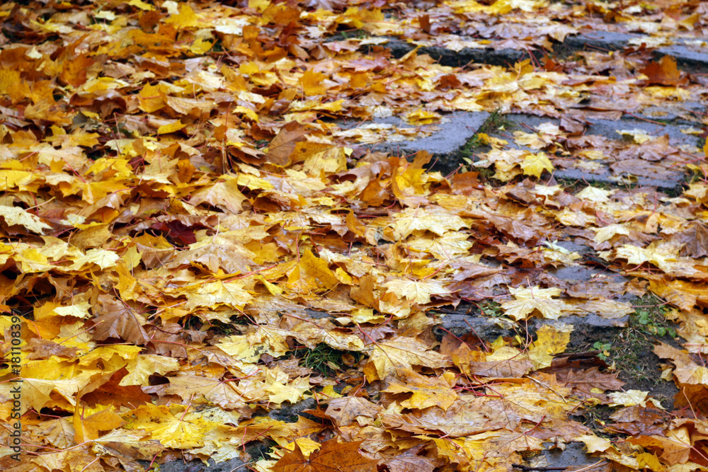 Old stairway covered with fallen golden leaves. Old stairway covered with fallen golden leaves.