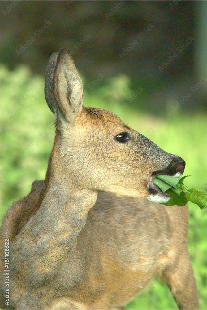 Rehgeiss beim Fressen