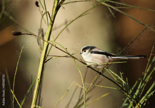 Mésange à longue queue.