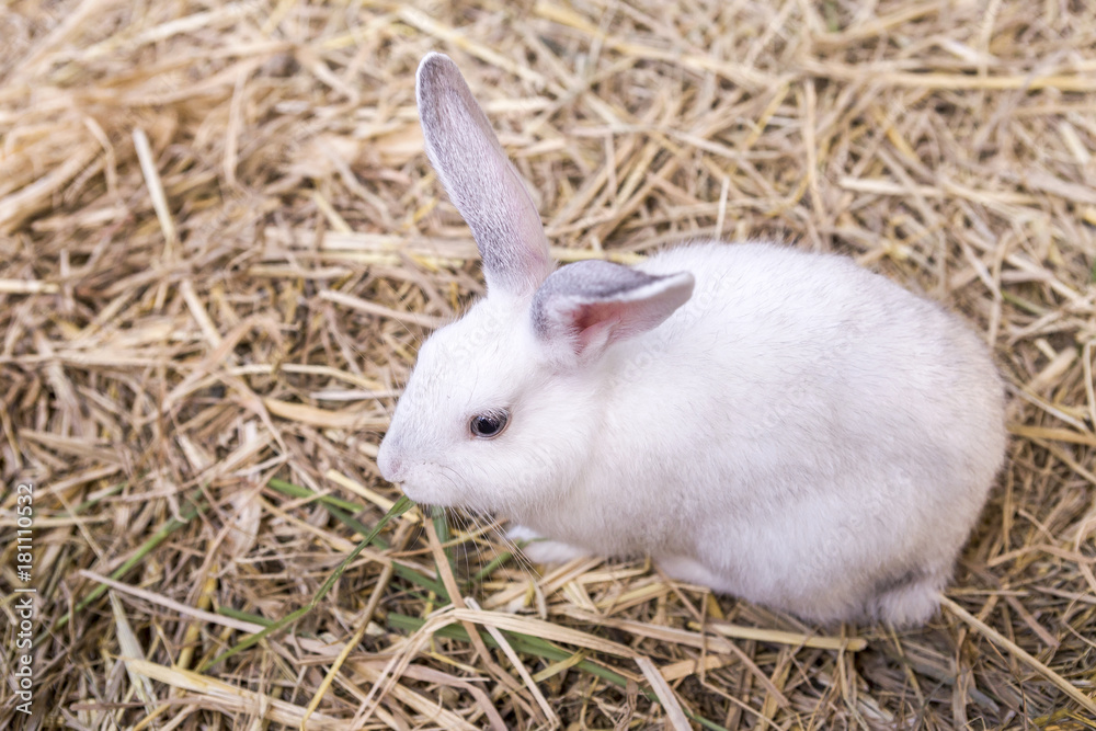 Cute white young rabbit eating green grass on dry grass