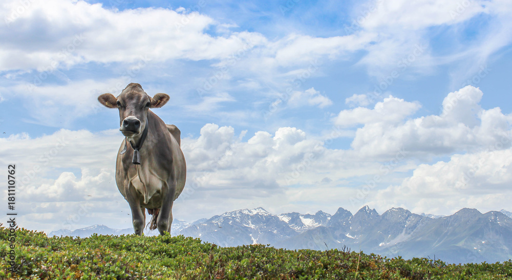 Naklejka premium ow in front of a beautiful mountain panorama in the beautiful landscape of tyrol