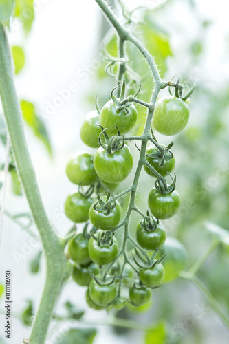 Young green organic cherry tomato over blurred tomato garden background, outdoor day light