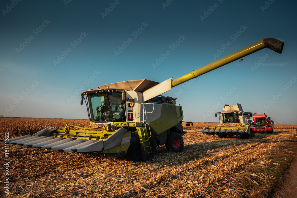 Fototapeta premium Harvesting in big numbers