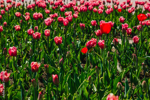 Tulip. Beautiful bouquet of tulips. colorful tulips. tulips in spring, colourful tulip photo
