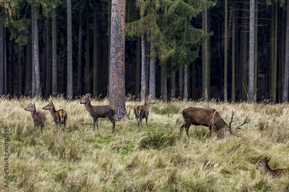 Deer at the forest edge Deer at the forest edge