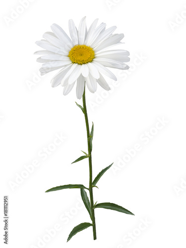 White Daisy flower