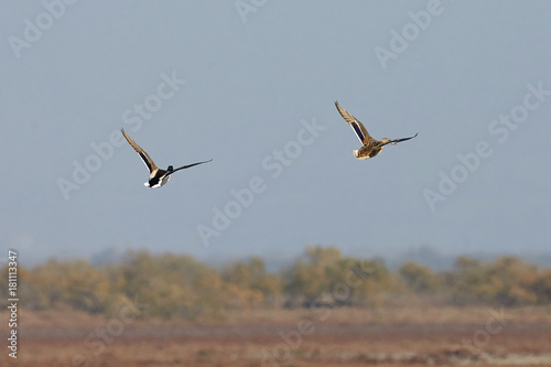 View of flying ducks in Evros river  Greece.