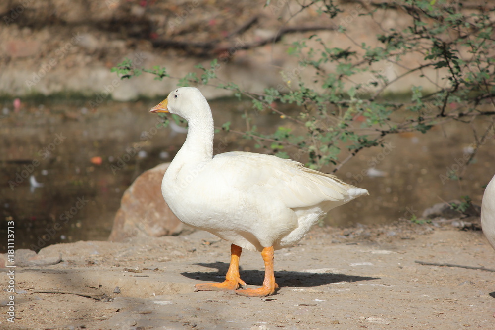 Duck Duck