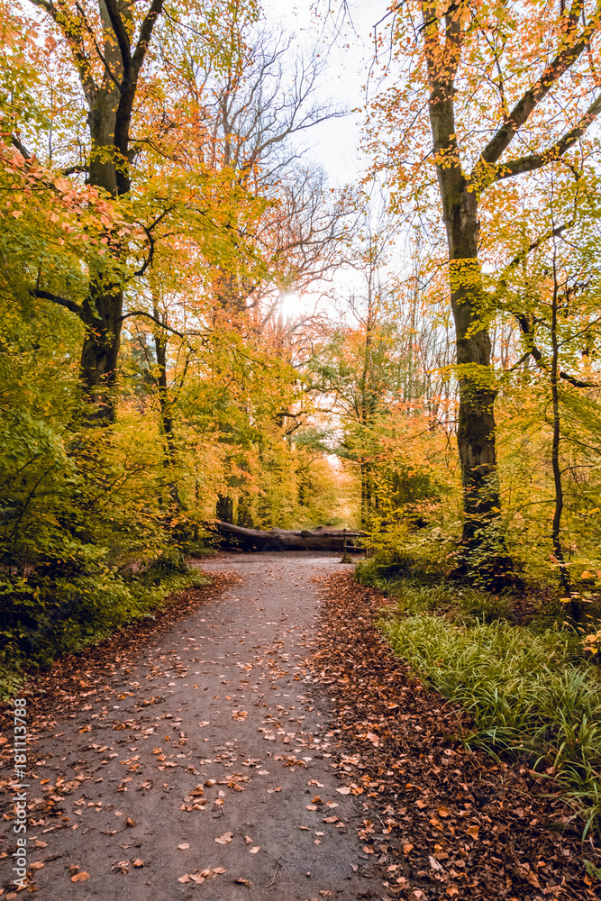 Autumn leaves fallen on walking trail in Salcey forest on cloudy day - vertical 2 Autumn leaves fallen on walking trail in Salcey forest on cloudy day - vertical 2