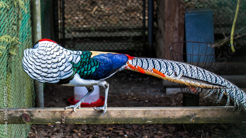 Lady Amherst's pheasant, Chrysolophus amherstiae