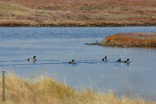 View of ducks in Evros river, Greece.
