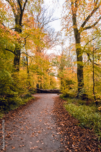 Autumn leaves fallen on walking trail in Salcey forest on cloudy day - vertical 2