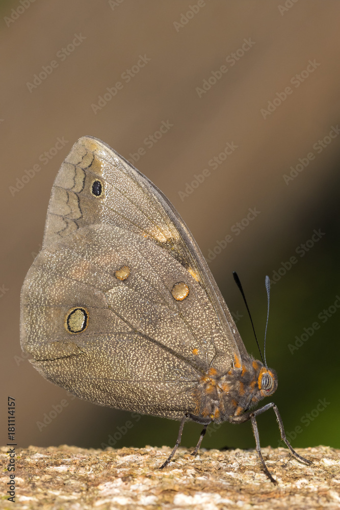 Fototapeta premium black and orange butterfly in vertical close-up